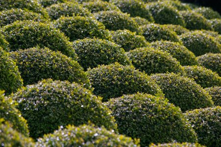 Boxwood Shrubs